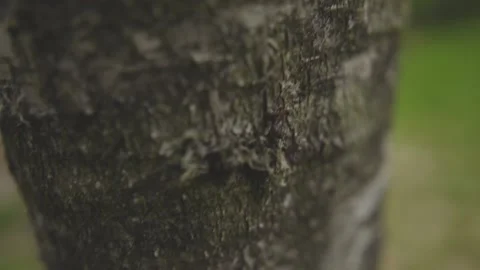 Tiny black Ant creature run on light brown tree cork with bright green moss Stock Footage 134200735