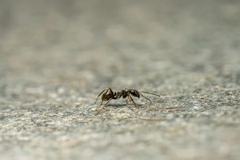 Tiny black ant strolling across a stone platter. Stock Photos