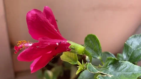 Tiny black ants climbing the flower Stock Footage 302914689