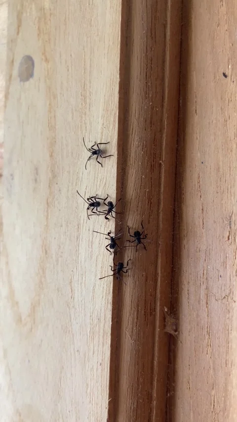 Tiny black ants crawl along wooden door frame. Stock Footage 339520687