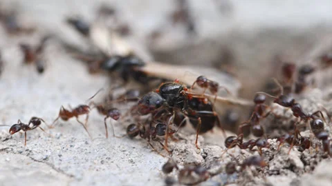 Tiny black ants crawl on gritty concrete Video stock 334341300