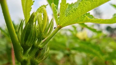 Tiny Black Ants Crawling On Fresh Green Okra Bud Stock Footage 344354560