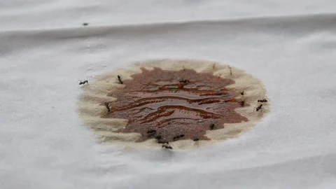 Tiny black ants that gather in honey droplets that fall on tissue paper Stock Footage 312902144