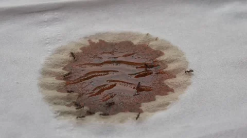 Tiny black ants that gather in honey droplets that fall on tissue paper Stock Footage 312902156