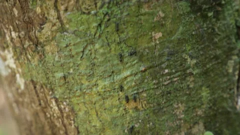 Tiny black ants run on tree cork with bright green moss Stock Footage 133226203