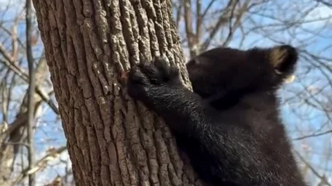 Tiny Black Bear Cub Climbing a Tree Trunk in Spring Stock Footage 338287048