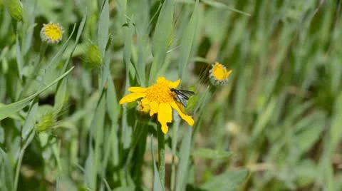 Tiny black bee on yellow flower Stock Footage 11497104