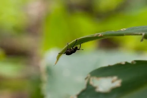 Tiny black beetle perches on green leaf edge Stock Photos