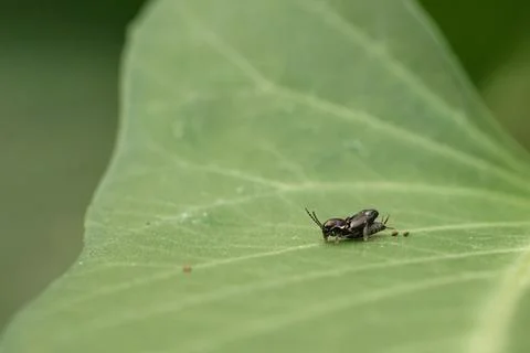 Tiny black beetle resting on large green leaf macro shot Stock-Fotos