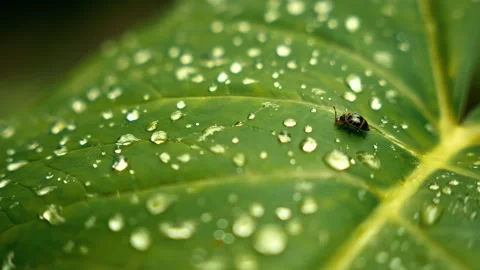 Tiny black beetle walking on wet leaf with dew drops Stock Footage 340757607