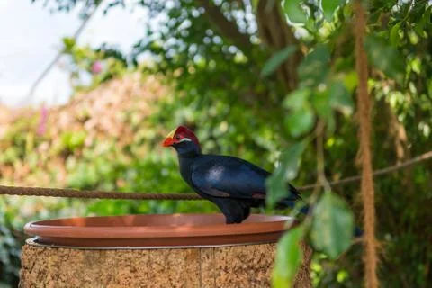 Tiny black bird sitting at eating spot at closed aviary. Stock Photos