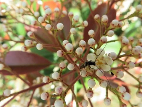 Tiny Black Bug on White Buds Stock Photos