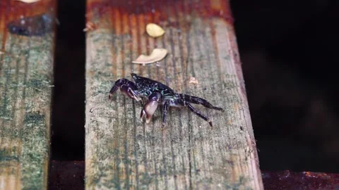 A Tiny Black Crab is Feeding Stock Footage 145870687