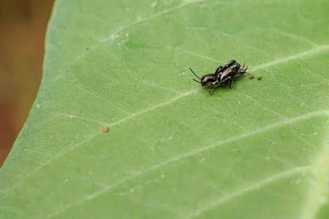 Tiny black cricket on green leaf macro photography nature background 库存照片