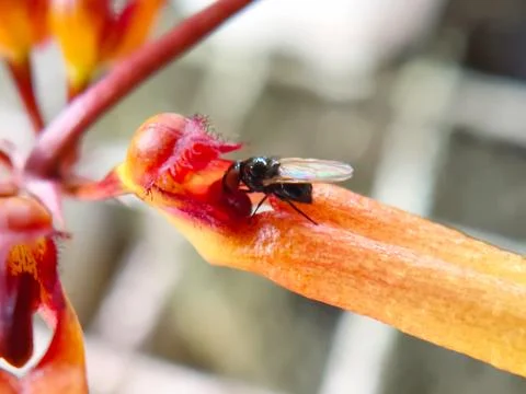Tiny black fly exploring the vibrant orange petals of an exotic orchid in a.. Stock-Fotos