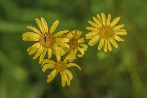A tiny black fly on one of four narrow-leaved ragwort flowers Stock Photos
