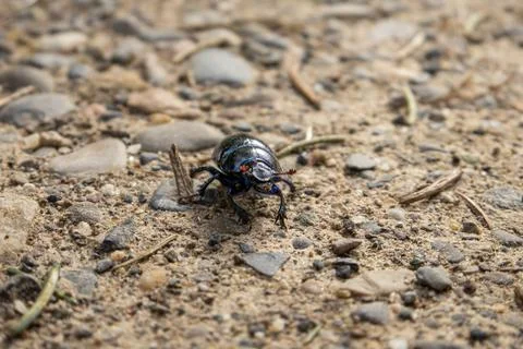 Tiny black forest dong beetle on a dirt road. Close up macro shot, shallow de Stock-Fotos