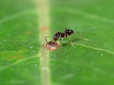 Tiny Black Garden Ant with Scale Insect on Green Leaf Stock Photos