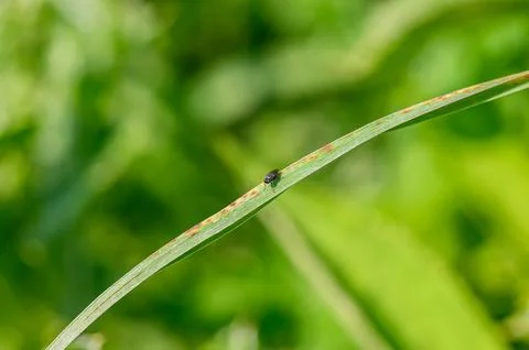 Tiny black insect rests on a blade of grass with soft green background Stockfoto's