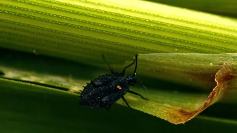 Tiny black insect with water droplets crawling on stem Stock Footage 340777247