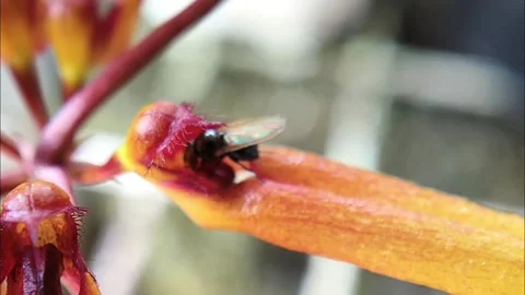Tiny black iridescent fly on the exotic yellow-orange sepals of a orchid Stock Footage 321125203