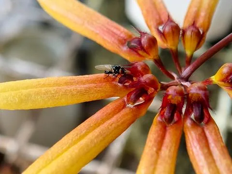 Tiny black iridescent fly on the exotic yellow-orange sepals of a Bulbophyl.. Stock Photos