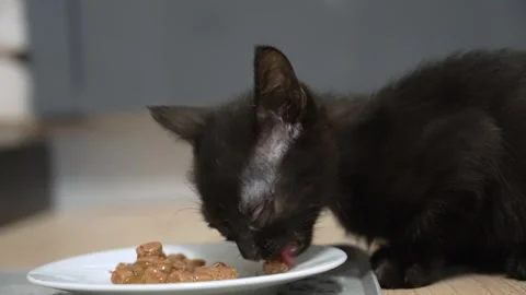 Tiny black kitten eating wet food Stock Footage 345550629
