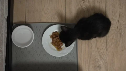 Tiny Black Kitten Enjoys a Nutritious Dinner on a Wooden Floor at Home Stock Footage 345550679