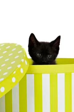 Tiny black kitten looking over edge of box Stock Photos
