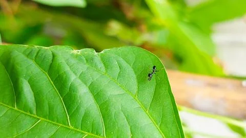 Tiny black mantis nymph on green leaf Stock Photos