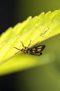 A tiny black orange dotted insect sitting in a leaf macro Stock Photos