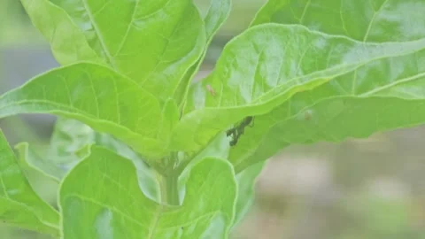 Tiny Black Praying Mantis Nymph Hanging Under Green Leaf Macro Stock Footage 332027925