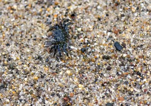 Tiny black speckled rock crab with large claw Stock Photos