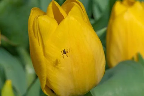 Tiny black spider crawling on edge of yellow tulip petal. Yellow tulip flowers w Stock Photos