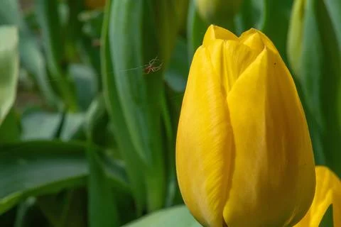 Tiny black spider crawling on edge of yellow tulip petal. Yellow tulip flowers w Stock Photos