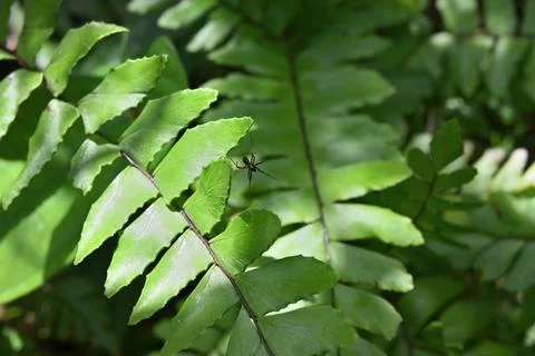 A tiny black spider sits in its small web made from joining few leaves Stock Photos