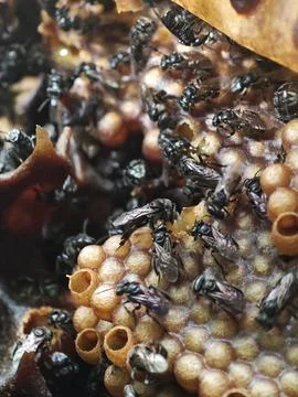 Tiny black stingless bees actively working on their intricate honeycomb nest Stock Photos