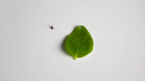 Tiny black tick moving its legs near a green leaf on a white background Video stock 339418699