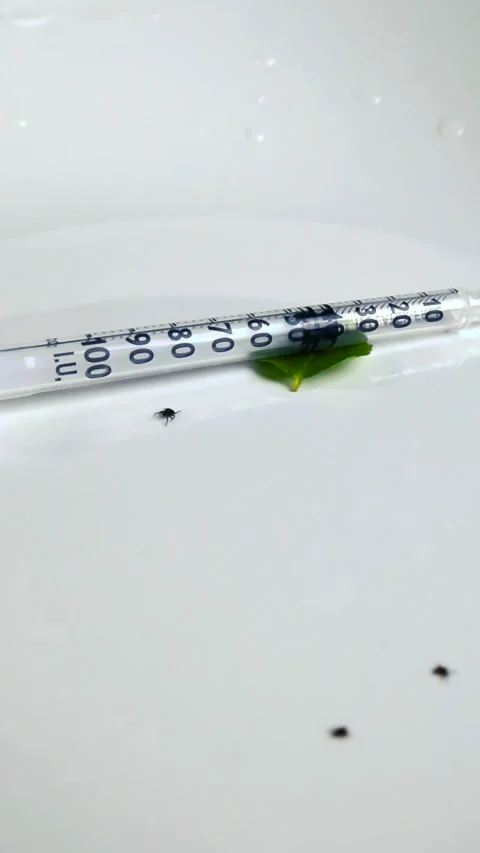 Tiny black ticks crawling near a medical syringe on white background Video stock 339418703