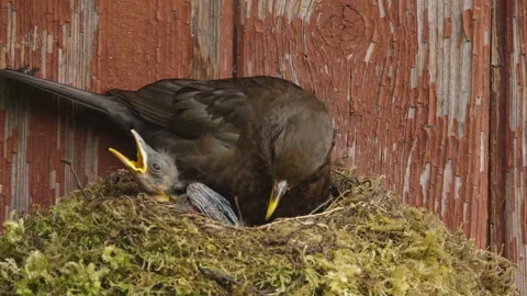 Tiny Blackbird Chick Crawling From Under Mother While Adult Bird Tilts Head Stock Footage 340900007