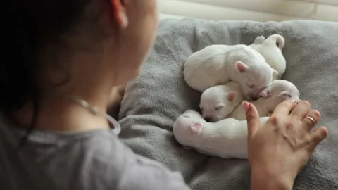 Tiny blind Maltese puppies sleeping on a pillow. A woman is stroking small white Stock Footage 210544279