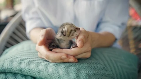 Tiny blind newborn kitten Stock Footage 279802541