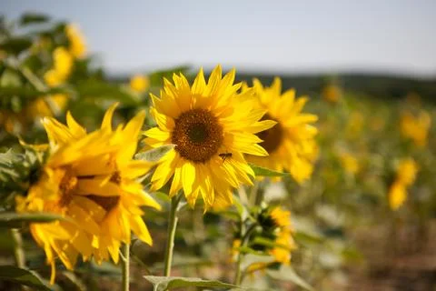 Tiny blooming sunflowers Stock Photos