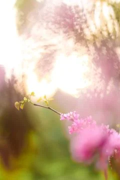 Tiny blossom on branches, background. Foto stock