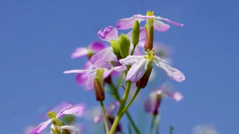 Tiny Blossoms Swaying in a Gentle Wind in Japan Stock Footage 336765329