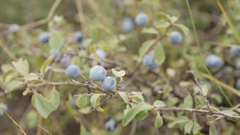 Tiny blue berries of Prunus spinosa fruit slow motion video Stock Footage 80528962