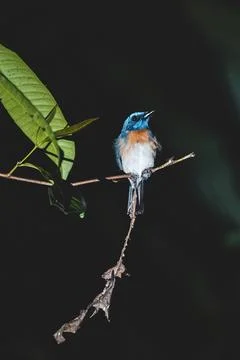 A tiny blue bird on a branch during the night Foto stock
