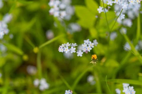 Tiny blue blooms. Gentle pattern of petite blue flowers with greenery. Softly Stock Photos