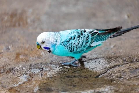 A Tiny Blue Budgerigar Stock Photos