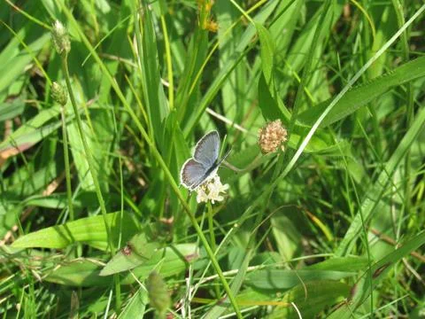 Tiny Blue Butterfly Stock Photos